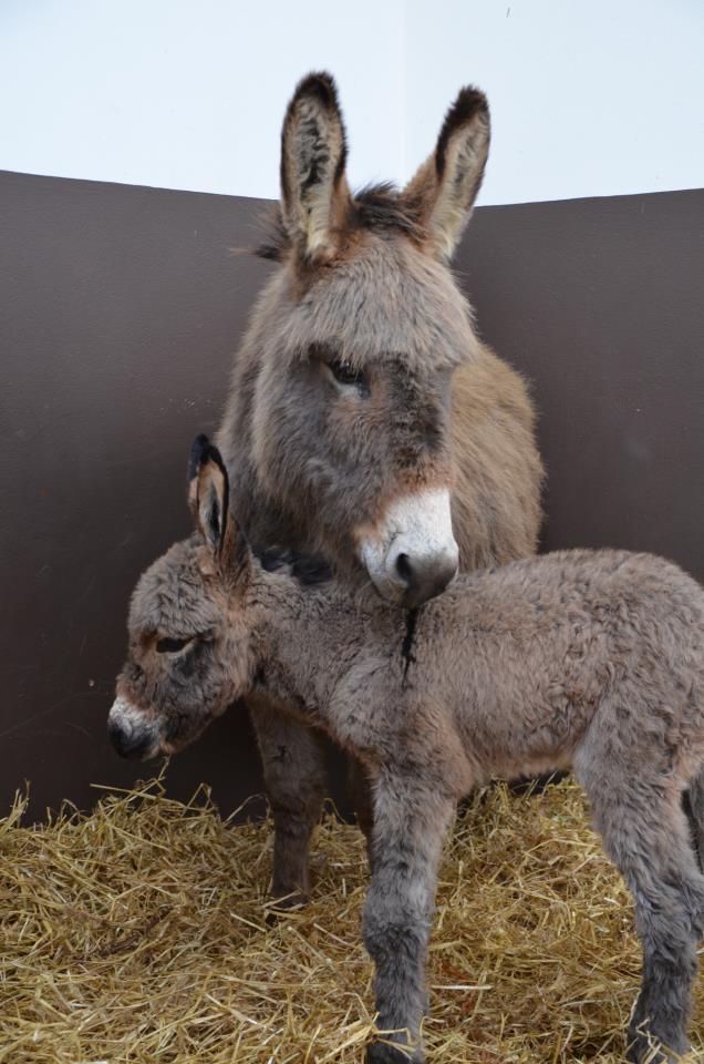 Donkey-Sanctuary-Veulen