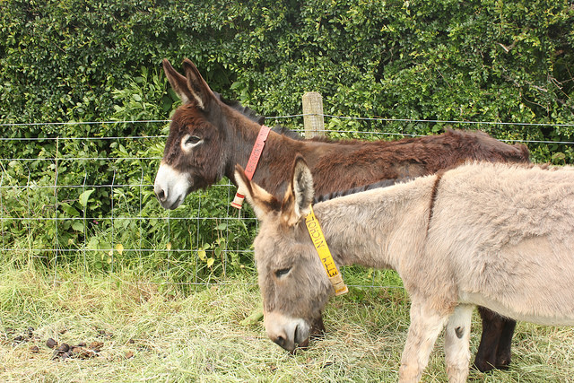 De Ezelweide Huisvesting voor Ezels The Donkey Sanctuary 