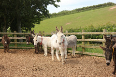 De Ezelweide The Donkey Sanctuary 