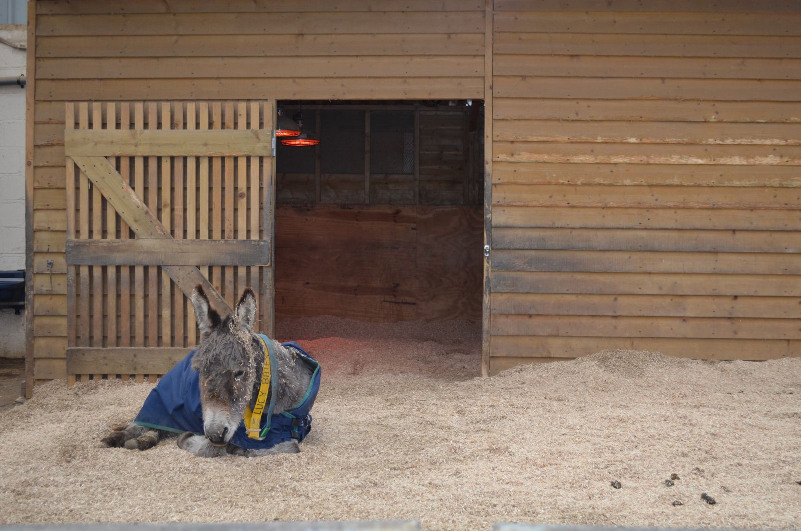 De verzorging van muildieren Donkey Sanctuary 