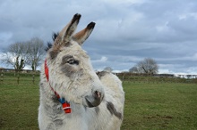 Gedrag ezels The Donkey Sanctuary 