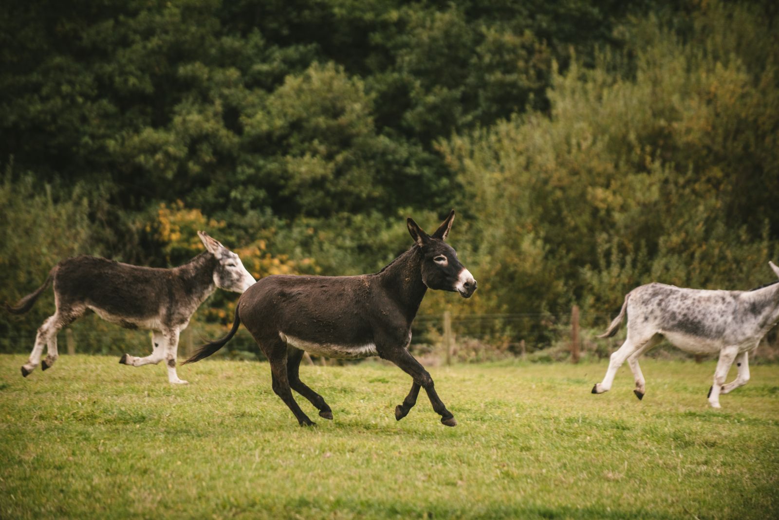 Gedrag van ezels The Donkey Sanctuary