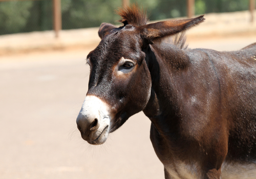 Is een muildier iets voor jou? The Donkey Sanctuary 