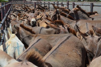 Ezels-Tanzania-Donkey-Sanctuary