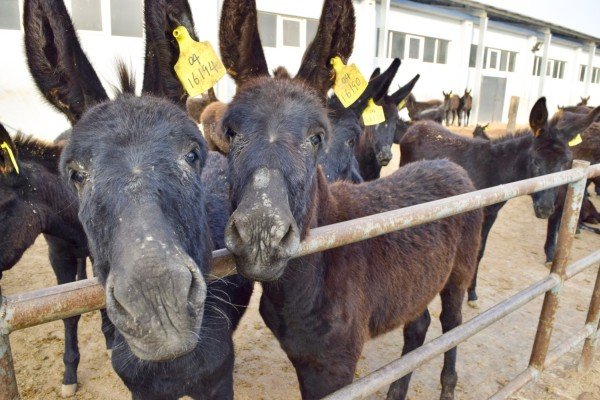 Ezels-huiden-slachting-Donkey-Sanctuary