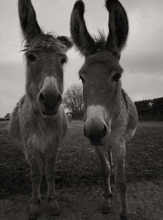 donkey sanctuary - marathon lopen