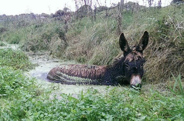 donkey sanctuary redding Roma