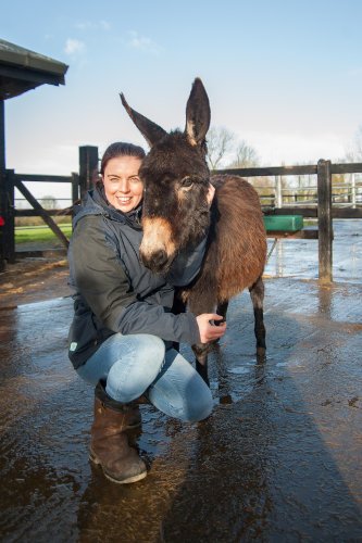 donkey sanctuary redding Roma