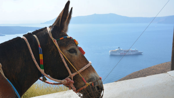 The Donkey Sanctuary - Santorini