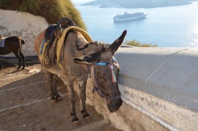 Ezeltoerisme in Santorini Donkey Sanctuary