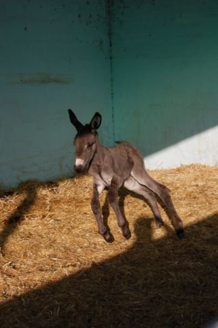 Veulen-Donkey-Sanctuary