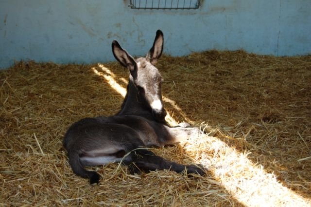 veulentjes-geboren-Donkey-Sanctuary