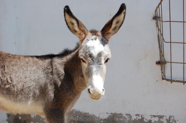 Veulen-Donkey-Sanctuary-Spanje