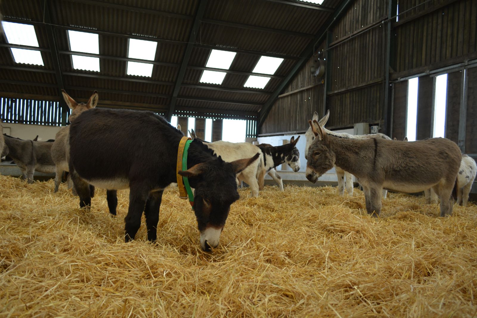 Stalling voor een ezel Donkey Sanctuary 