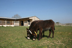 Tips voor de ideale schuilstal The Donkey Sanctuary 