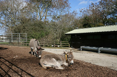 Tips voor de ideale stal Donkey Sanctuary 