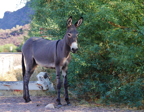 Wat is een muilezel? Donkey sanctuary 