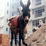 TV spot over Monu de Ezel van Donkey Sanctuary