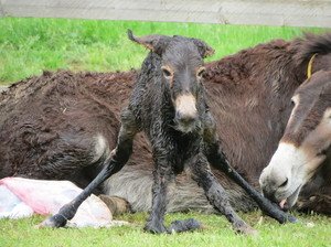 EERSTE VEULENTJE GEBOREN VAN COLLEFERRO’S REDDINGSACTIE…