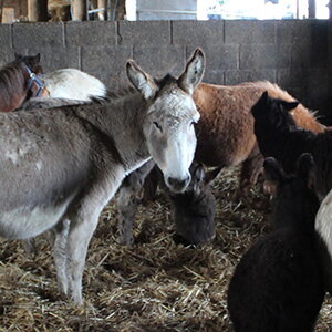 450 verwaarloosde dieren – ook ezels!