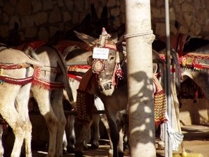 Ezel-taxis in mijas (malaga)