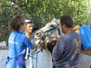 The donkey sanctuary financiert een gawf bezoek