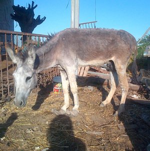 VIJF EZELS GERED OP EEN VERWAARLOOSDE BOERDERIJ IN SPANJE