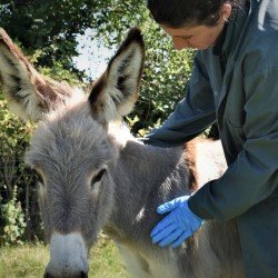 Donkey Sanctuary doneert mondkapjes