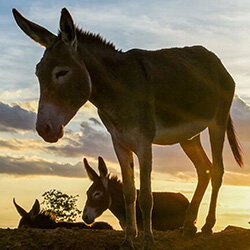 Hoopvol nieuws voor de ezels in Brazilië