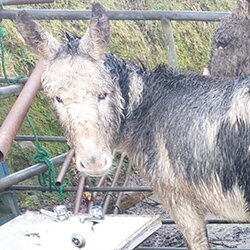 Bridget twee jaar na haar redding