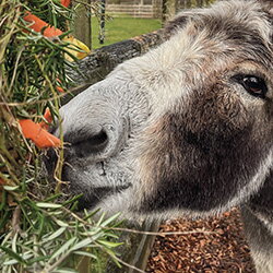 Hartelijk bedankt voor al uw steun in 2025!