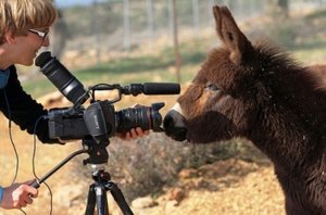 Filmpje Donkey CYPRUS