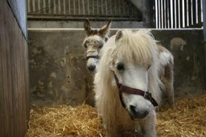 Ginny en Mini vechten voor een toekomst: samen