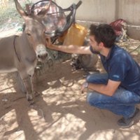 Ezels nu ook beschermd in Somaliland