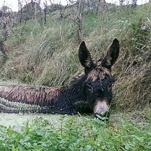 Zo kon Roma uit het moeras gered worden