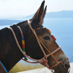 Goed nieuws voor de ezels op Santorini