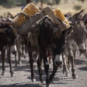 Ethiopië verbiedt export ezelhuiden!