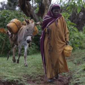 Ezels in het Ethiopische zonnetje…