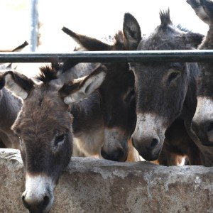 Kenia sluit belangrijke ezelabattoirs!