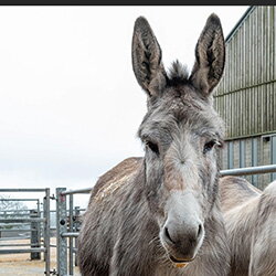 Die hoeven van Isla: vreselijk!