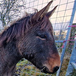 Muildieren redden? Doen we ook met uw steun!
