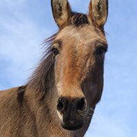 Ezels en paarden, gaan die goed samen?