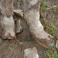 Helpt u Casper, Henry en Bertie?