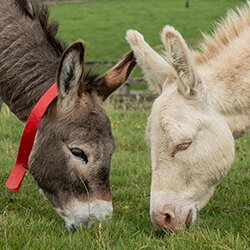 Hoe zit dat toch met die stelletjes?
