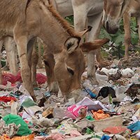Alarm: plasticgevaar!