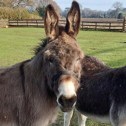 Afslanksucces voor Napoleon en Sam