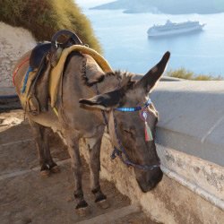 Hoe gaat het met de taxi-ezels op Santorini?