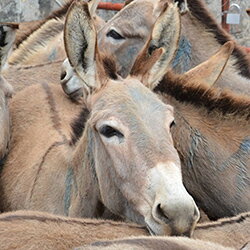 Een diervriendelijk alternatief voor de ezelhuidgel?