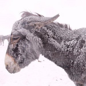 Honderden ezels sterven in de sneeuw