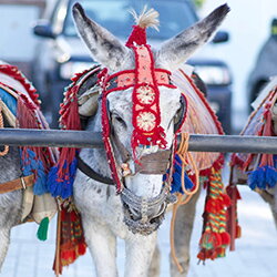 Laatste waarschuwing voor de Spaanse gemeente Mijas